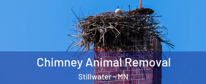  Chimney Animal Removal Stillwater - MN