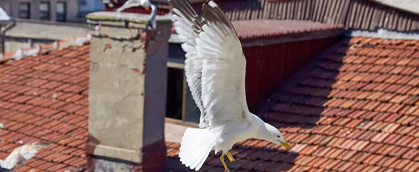 Residential Chimney Animal Removal Solution in Stillwater, MN