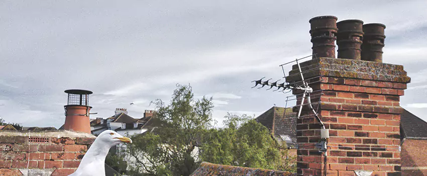 Chimney Cleaning And Restoration in Stillwater, Minnesota